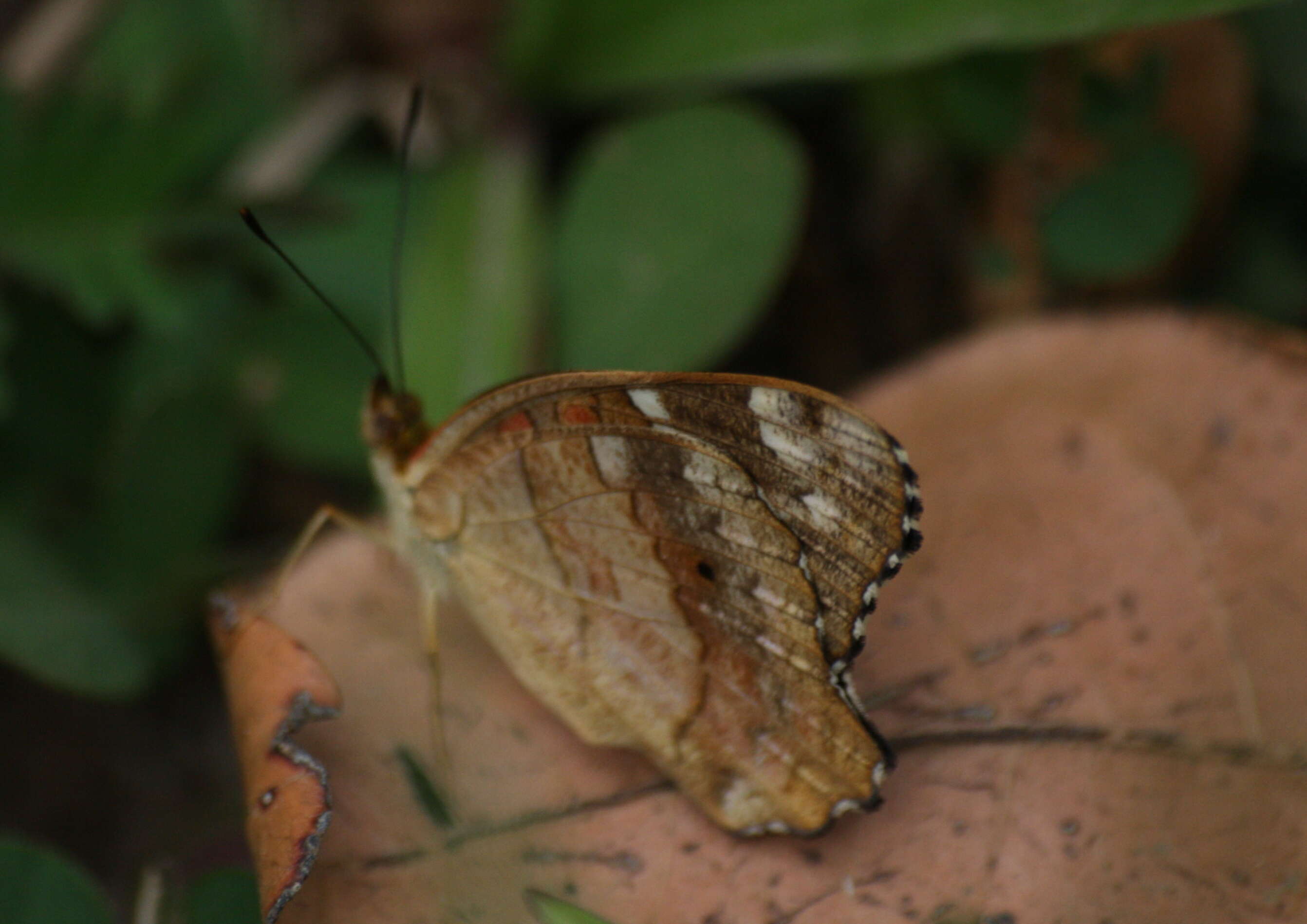 Image of Anartia amathea Linnaeus 1758