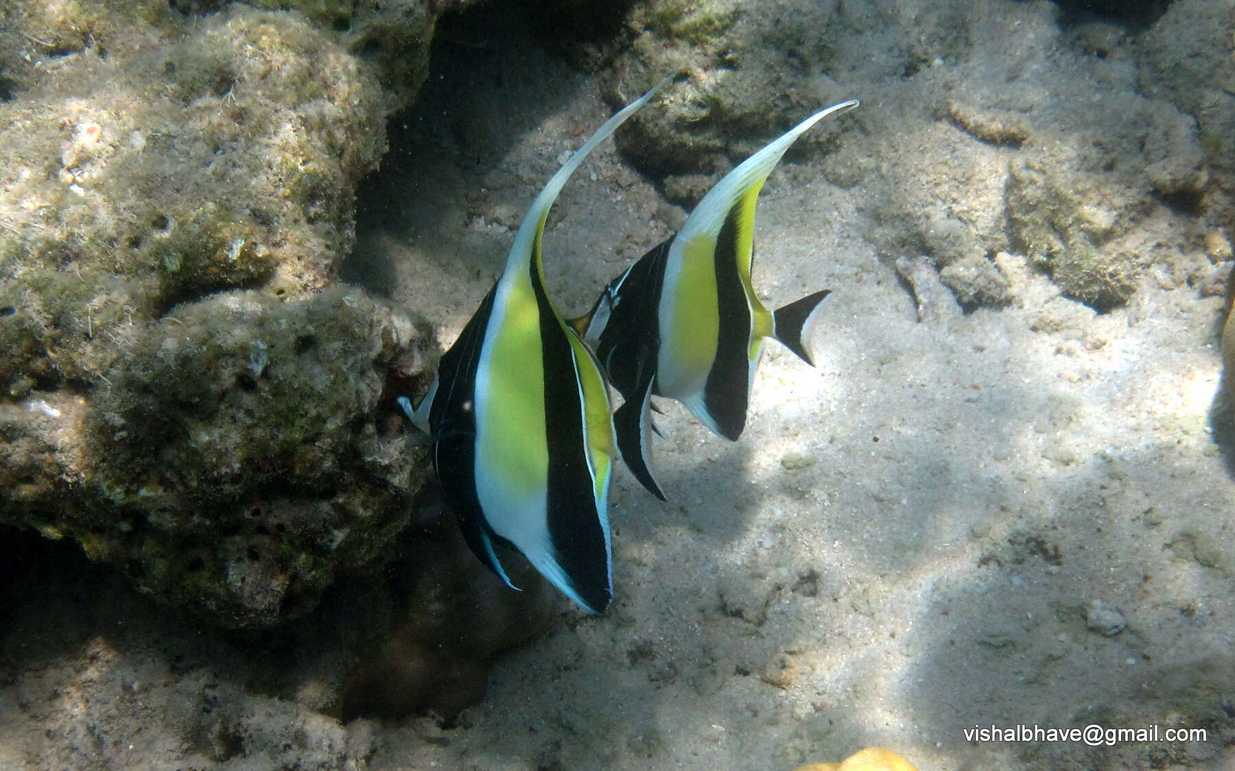 Image of moorish idols