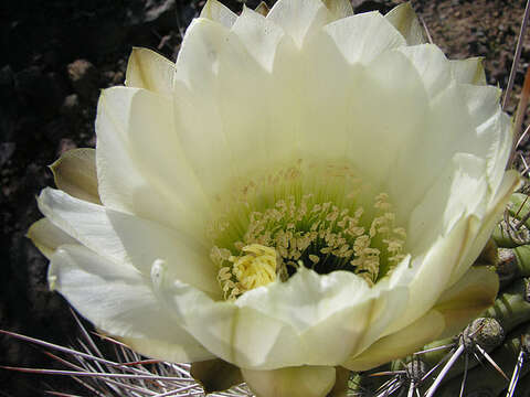 Image de Echinopsis chiloensis (Colla) H. Friedrich & G. D. Rowley