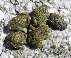 Image of Natterjack toad