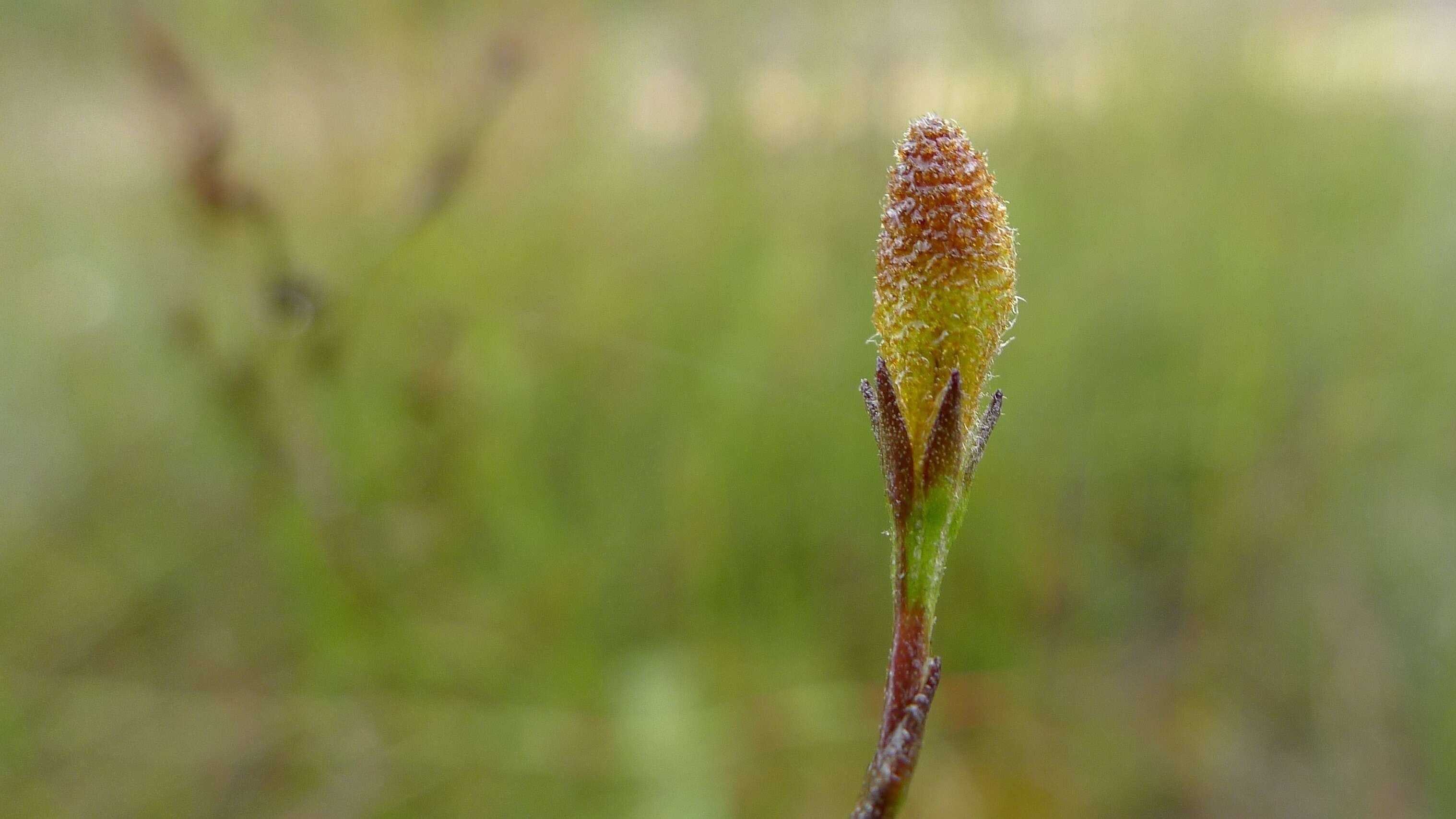 Image de Goodenia paniculata Sm.