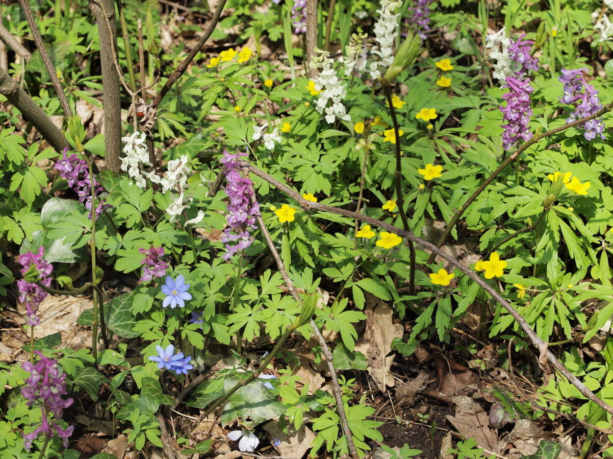 Слика од Corydalis cava (L.) Schweigger & Koerte