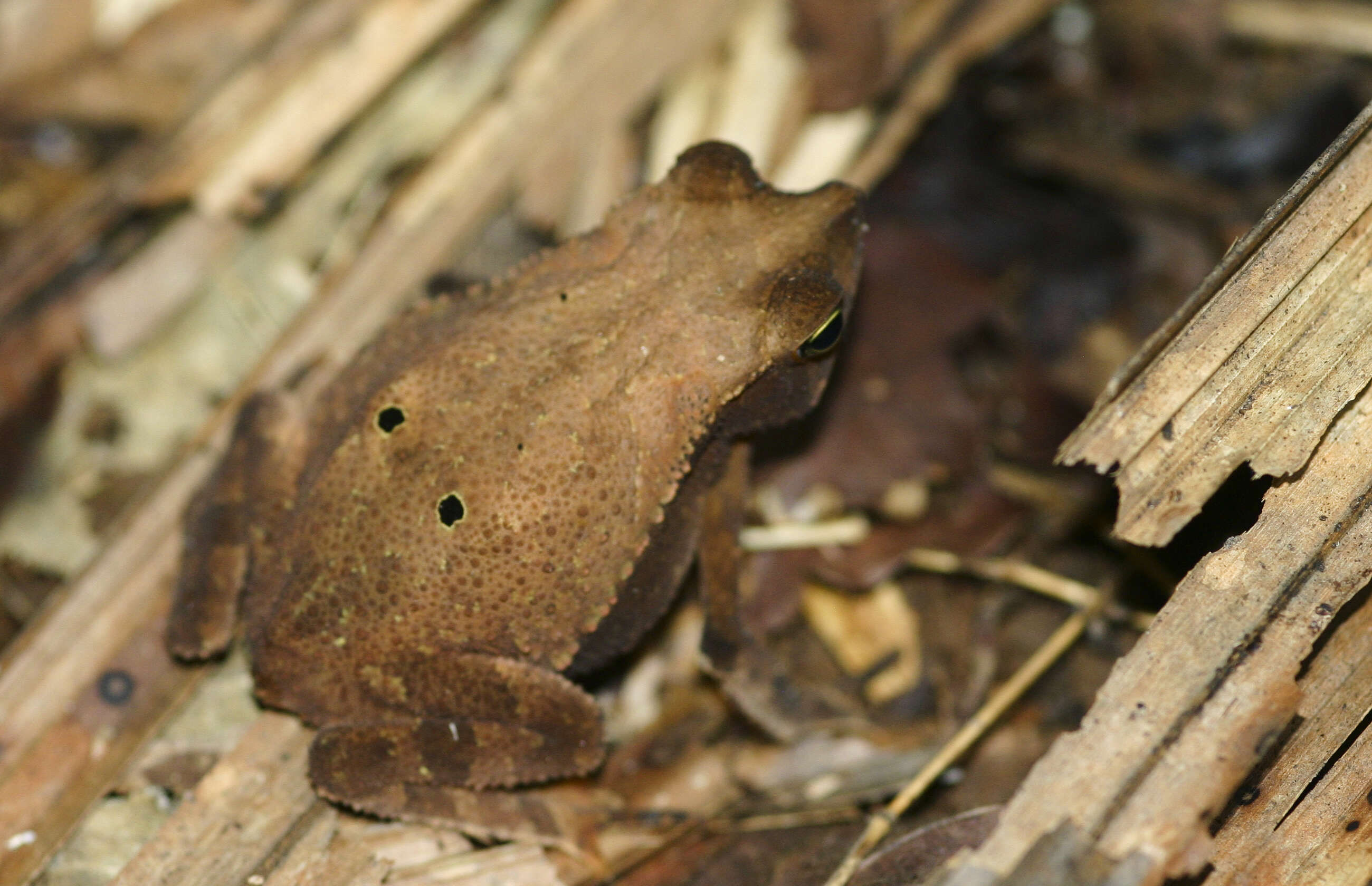 Image of Lophyohylinae Miranda-Ribeiro 1926