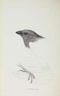 Image of Struthidea Gould 1837