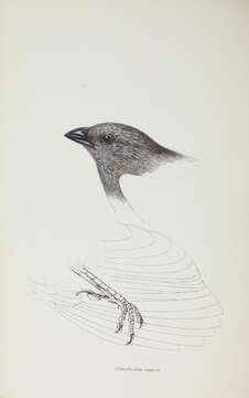 Imagem de Struthidea Gould 1837