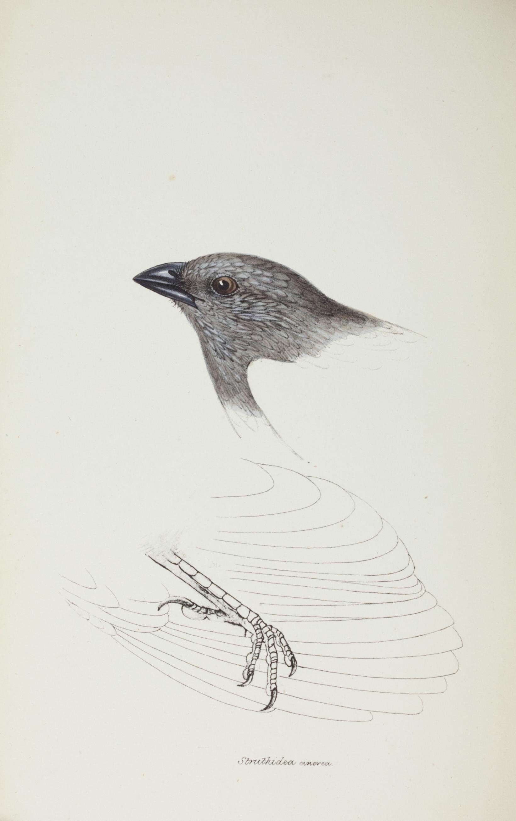 Image de Corcoracidae