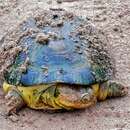 Image of Williams mud turtle