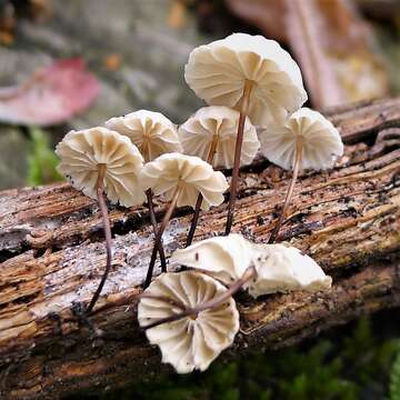 Image of Marasmius