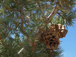 Image of Pine