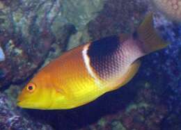 Image of Black-banded hogfish