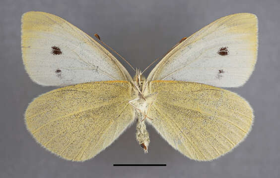 Image of small white