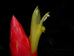 Image of Costus stenophyllus Standl. & L. O. Williams