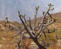 Image of Austrocylindropuntia