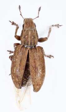 Image of Broad-nosed Weevils