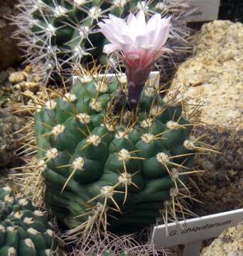 Image of Gymnocalycium chiquitanum Cárdenas