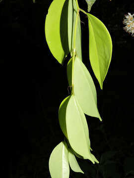 Image of Cynometra retusa Britton & Rose