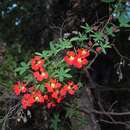 Image of Chilean Flame Creeper