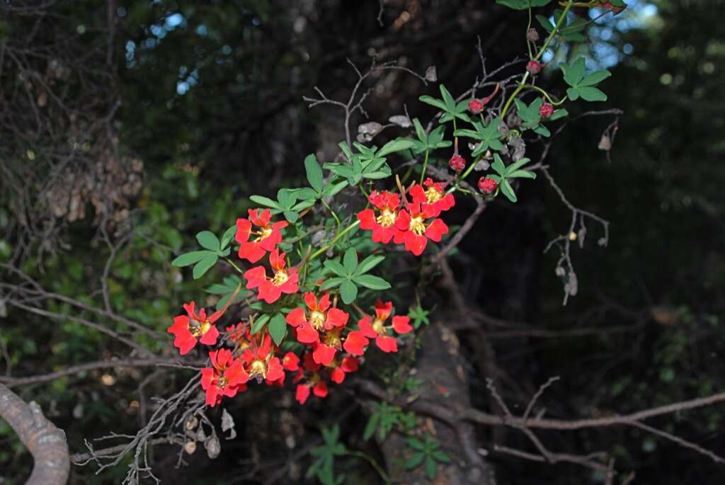 Tropaeolum resmi