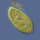 Paramecium bursaria resmi