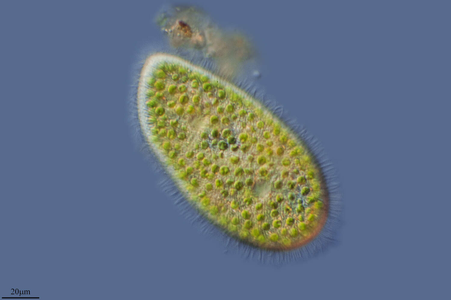 Image of slipper animalcules