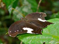 Image of Neorina lowii Doubleday (1849)