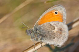 Image of Ringlets