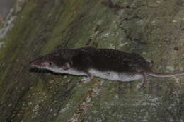 Image of Shrews