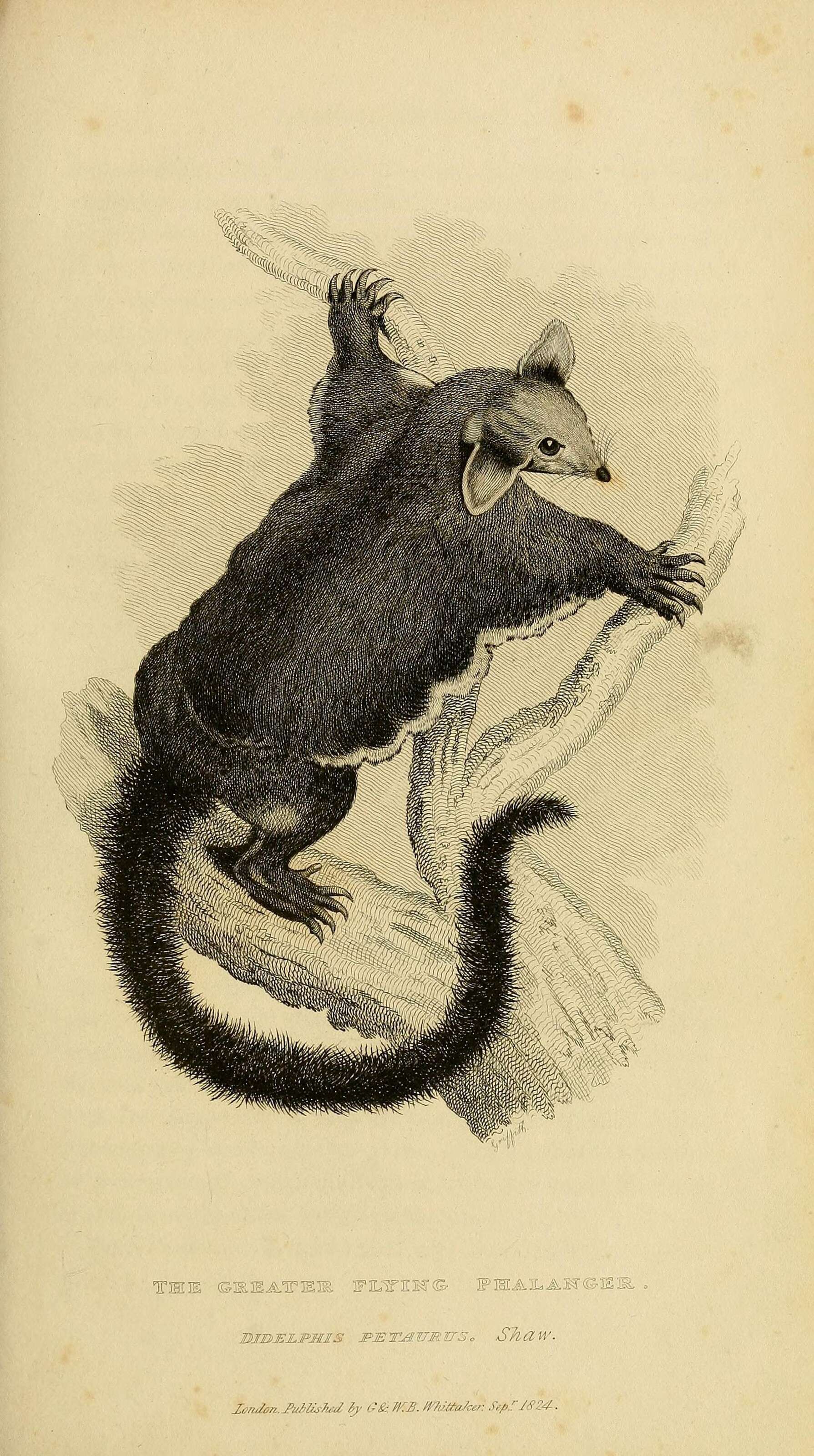 Image of Petauroides Thomas 1888