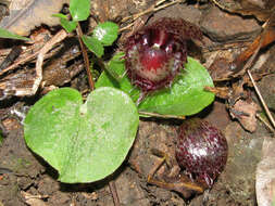 Image of Fringed helmet orchid