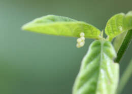 Image of Long-tailed Skipper