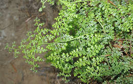 Image of polished maidenhair