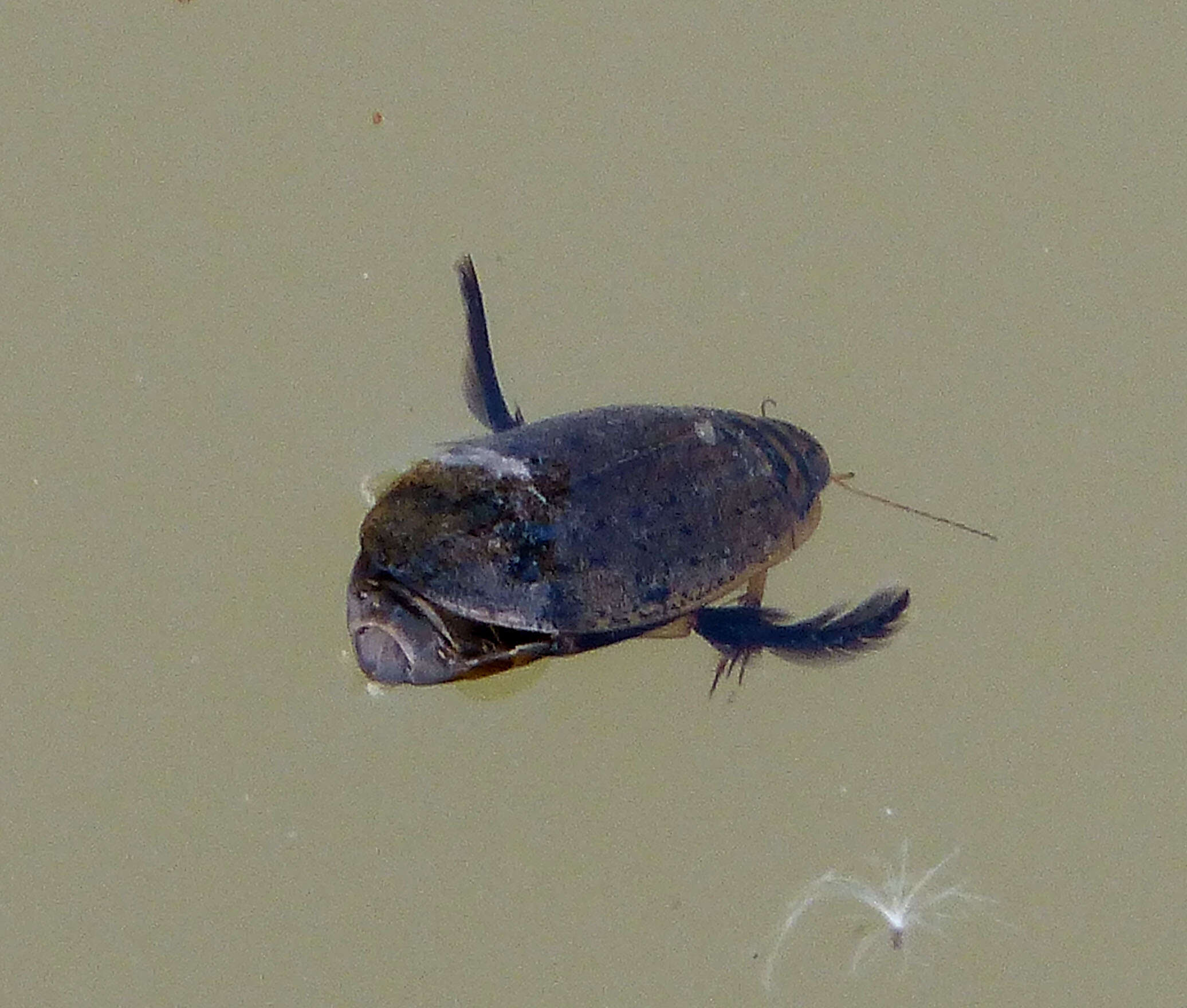 Image of Grooved Diving Beetle