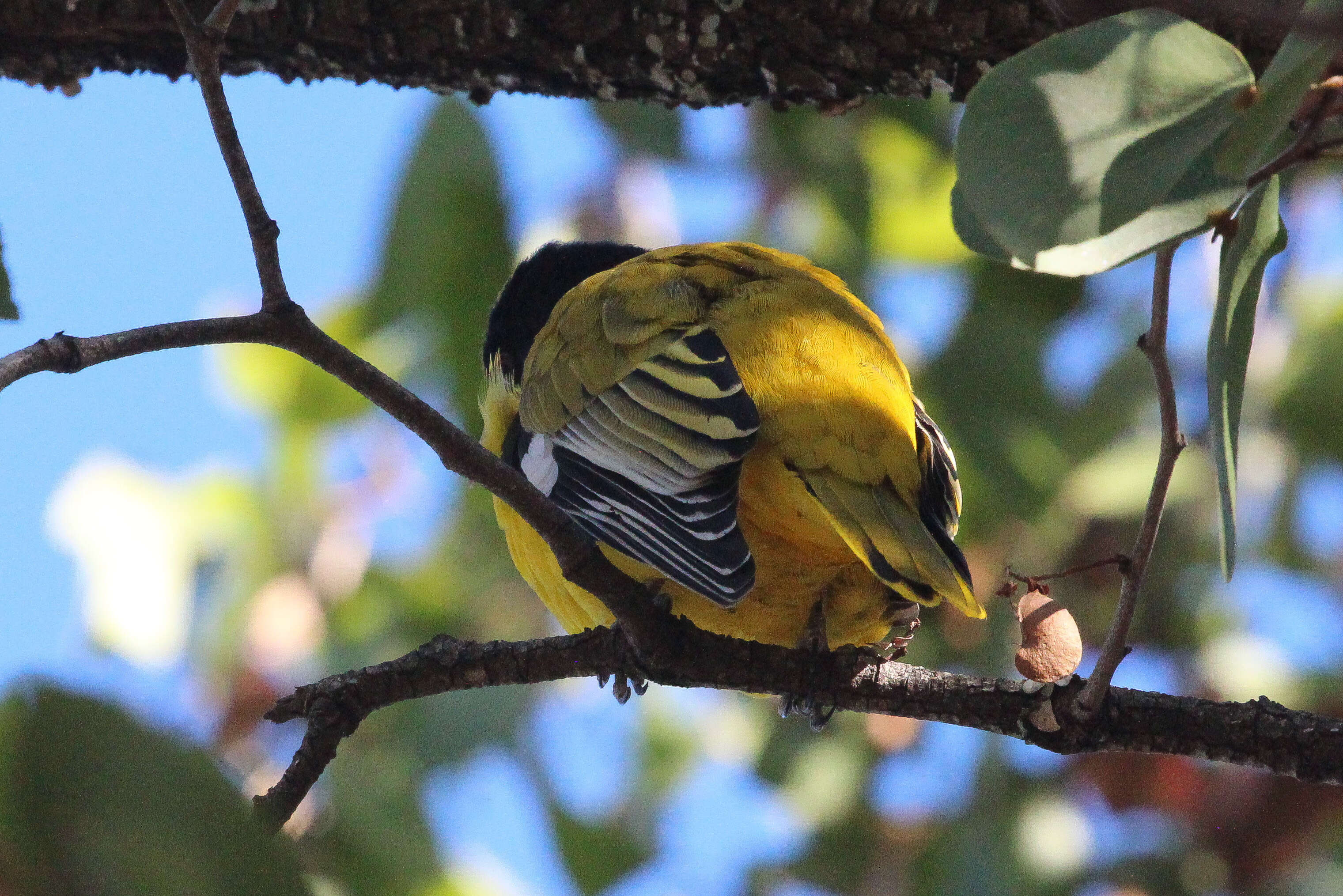 Image of African Black-headed Oriole