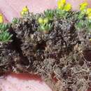 صورة Draba globosa Payson