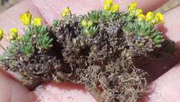 صورة Draba globosa Payson