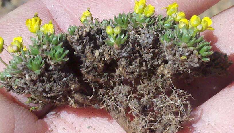 صورة Draba globosa Payson