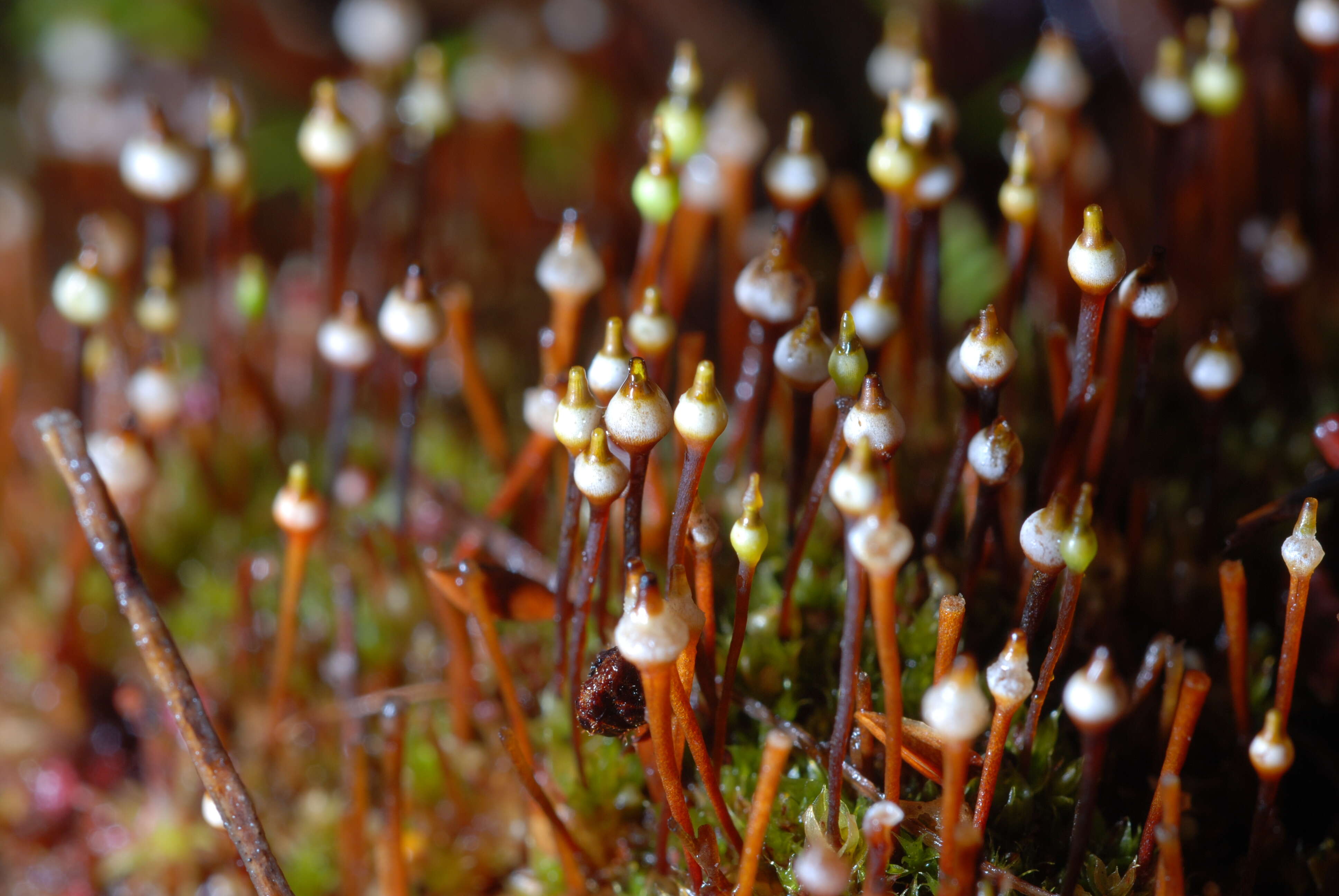 Image of tayloria dung moss