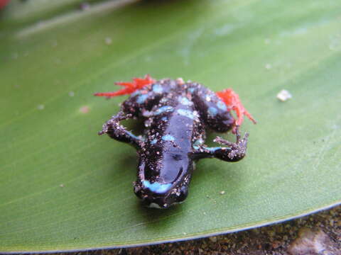 Image of Madagascan Mantella