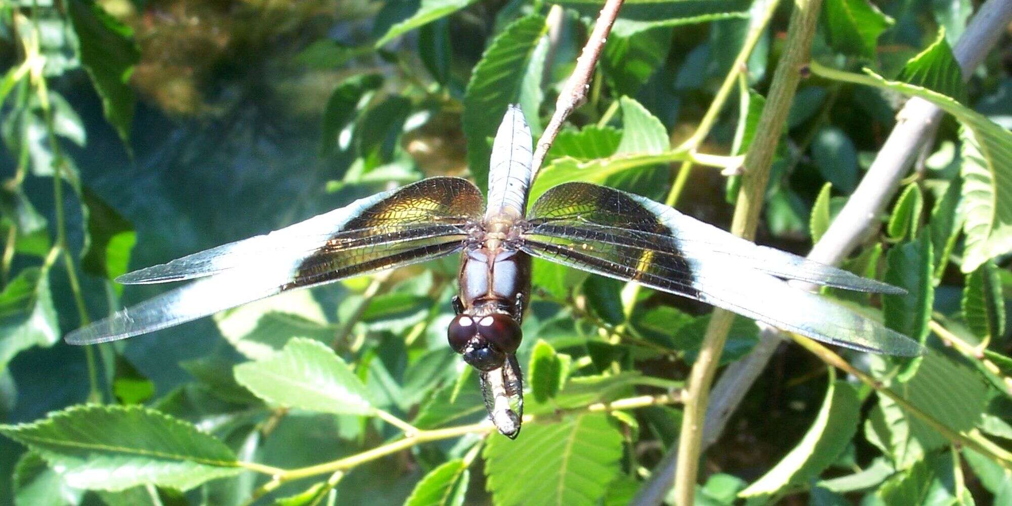 Libellula luctuosa Burmeister 1839 resmi