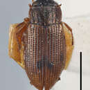 Слика од Helophorus (Rhopalohelophorus) granularis (Linnaeus 1760)