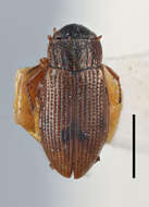 Image of Helophoridae