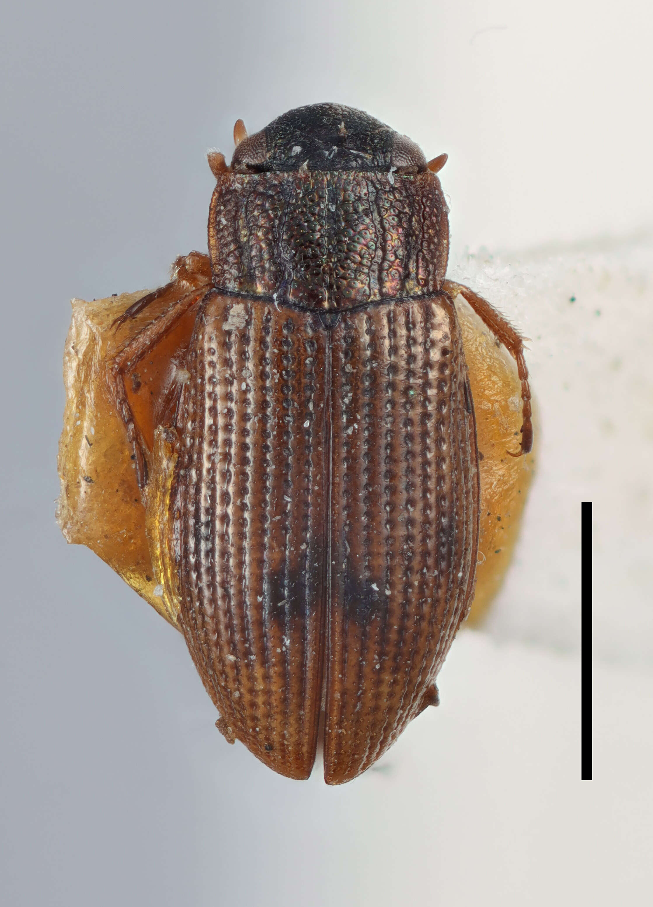 صورة Helophorus (Rhopalohelophorus) granularis (Linnaeus 1760)