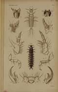 Imagem de Licinus (Licinus) punctatulus (Fabricius 1792)