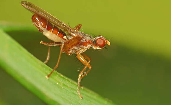 Image of Norellia spinipes (Meigen 1826)