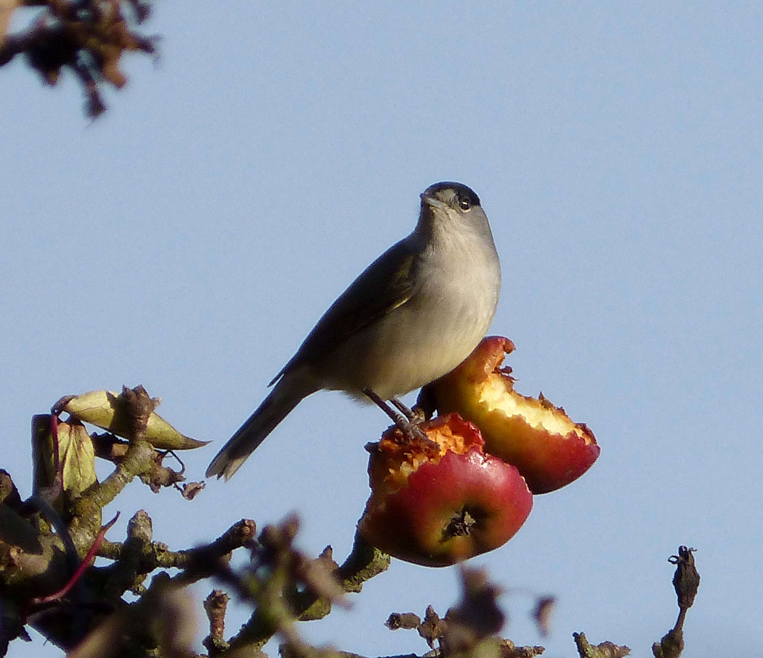 Image of Typical warblers