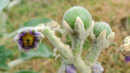 Image of earleaf nightshade