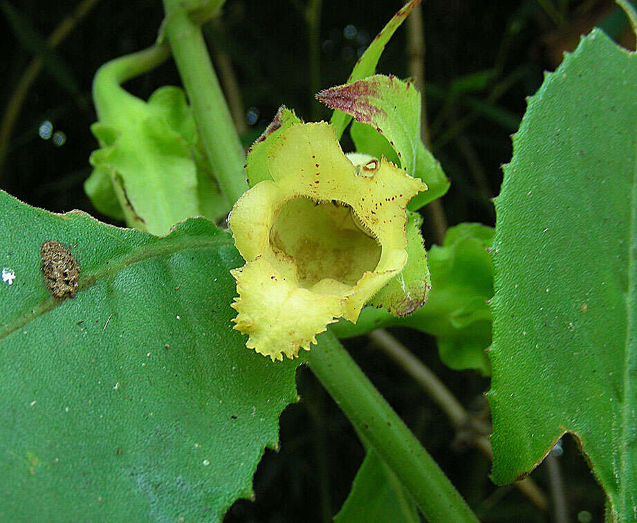 Image of Drymonia