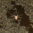 Image of Araneae