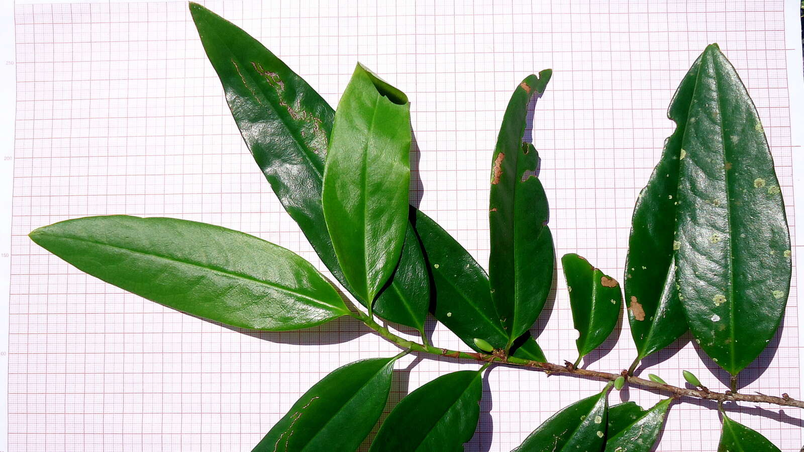 Image of Erythroxylum nobile O. E. Schulz