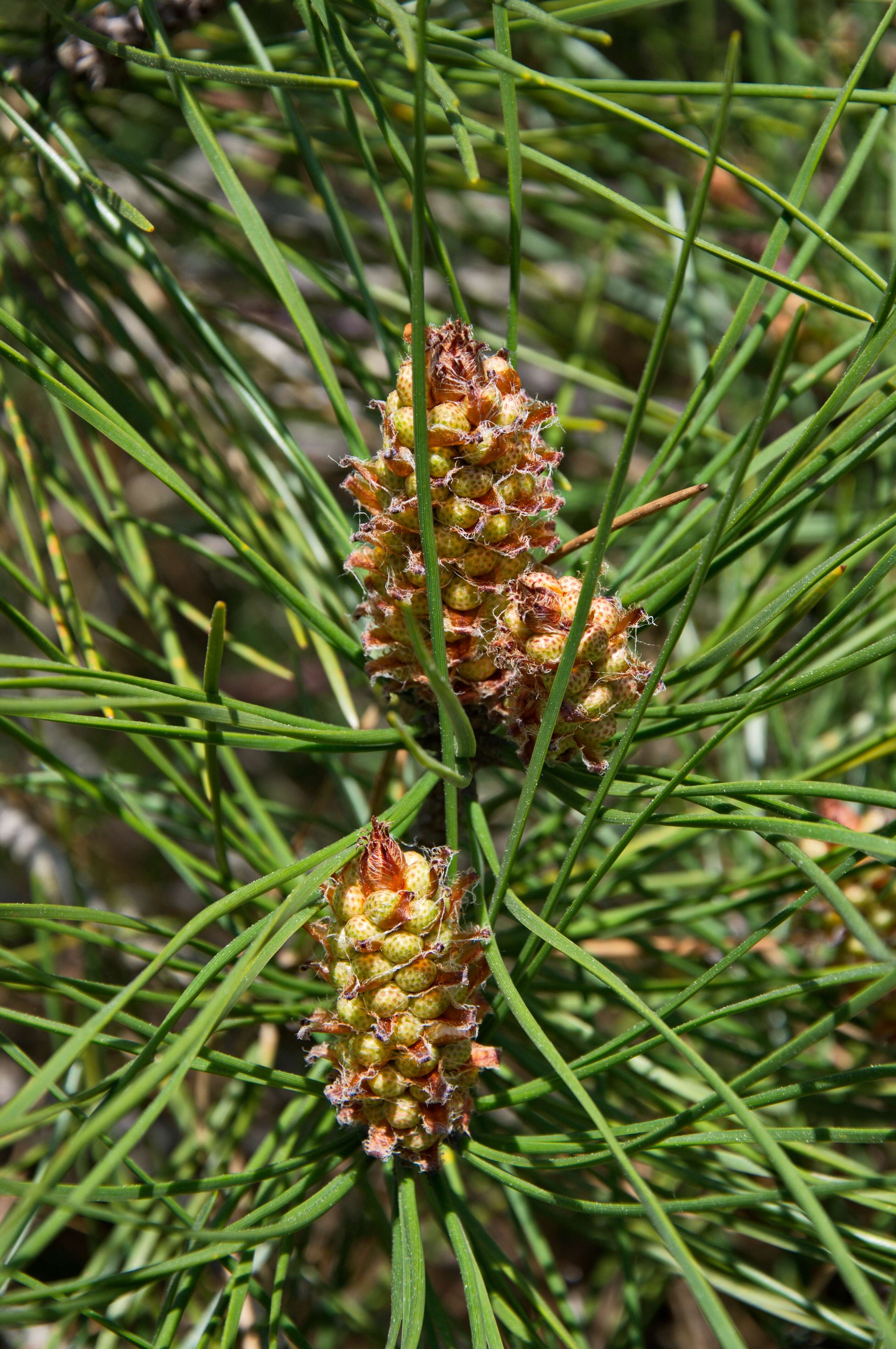 Image of Pine